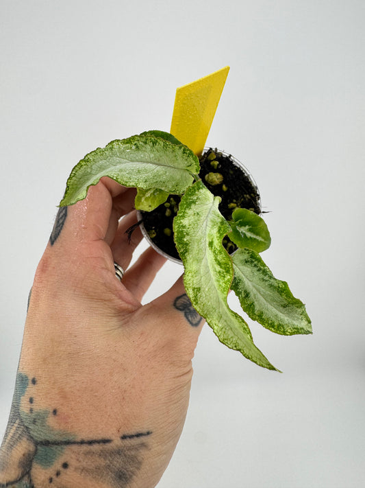 Syngonium 3 Kings