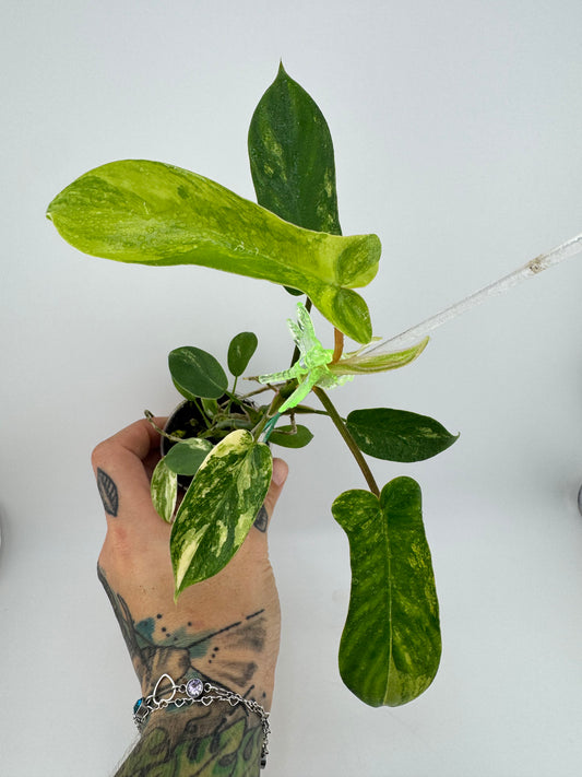 Philodendron Florida Beauty Variegated #1