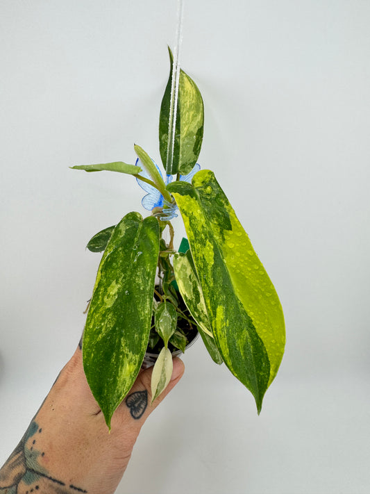 Philodendron Florida Beauty Variegated #2