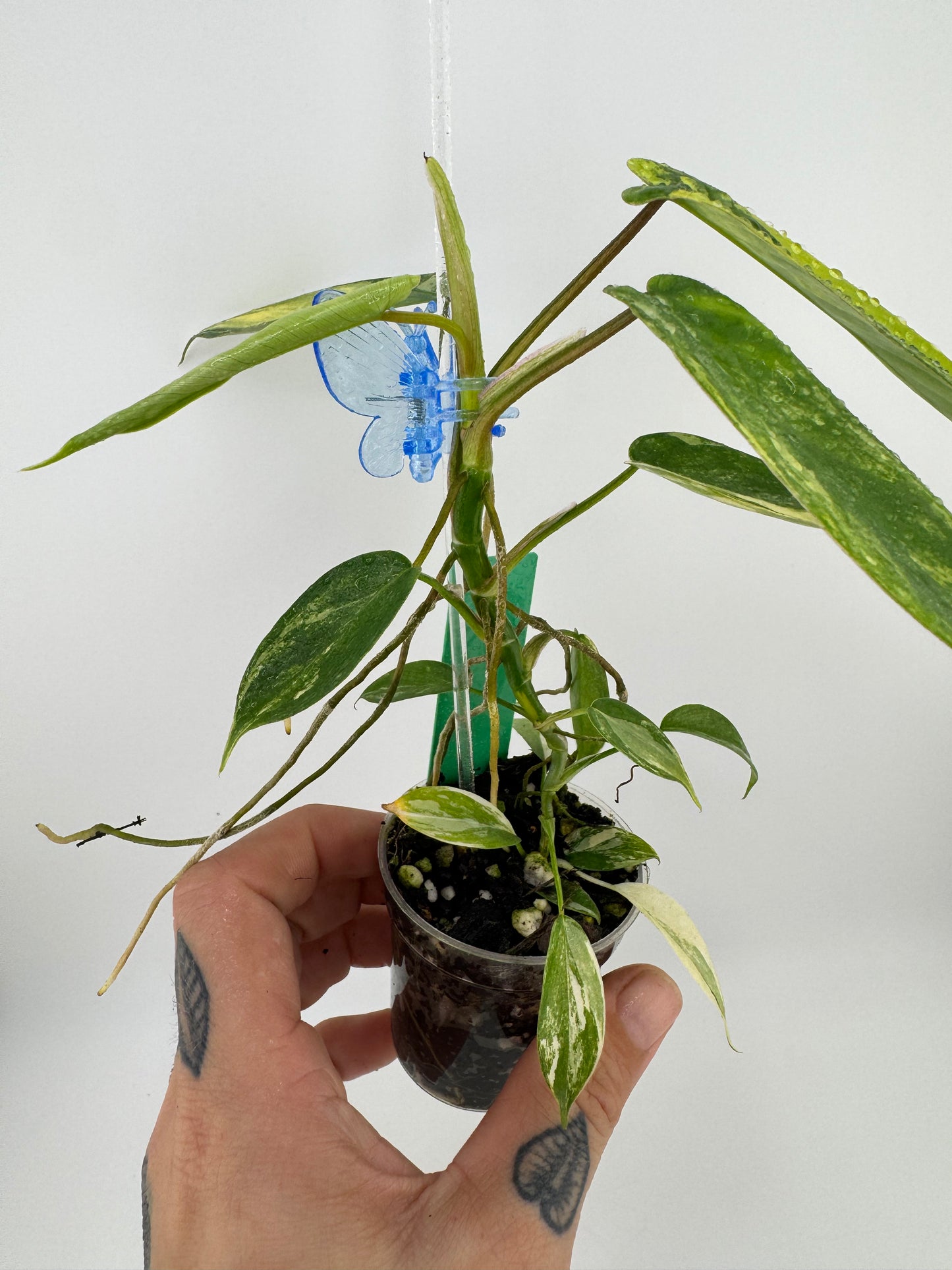 Philodendron Florida Beauty Variegated #2
