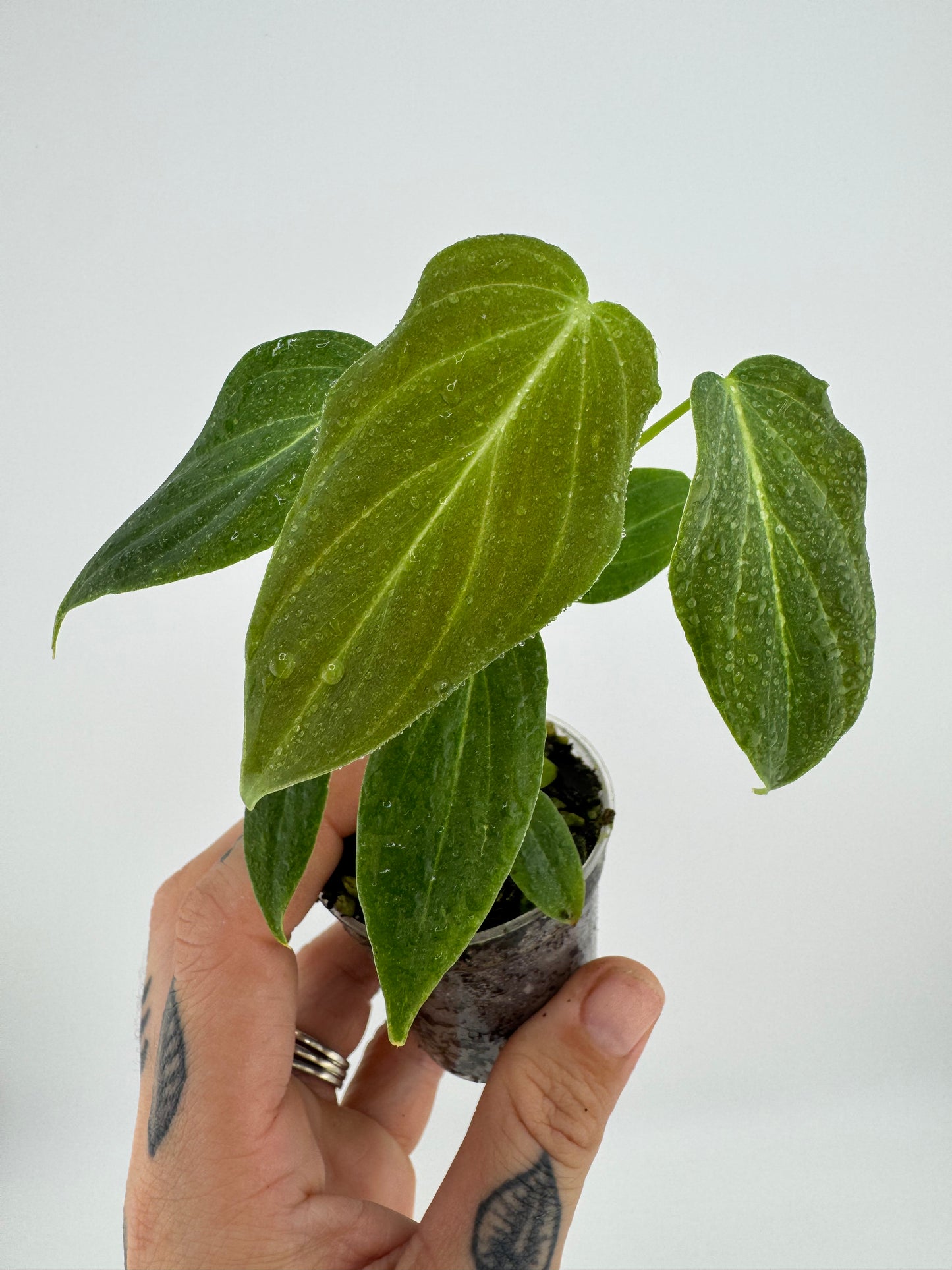 Philodendron splendid (verrucosum X Melanocrysum)
