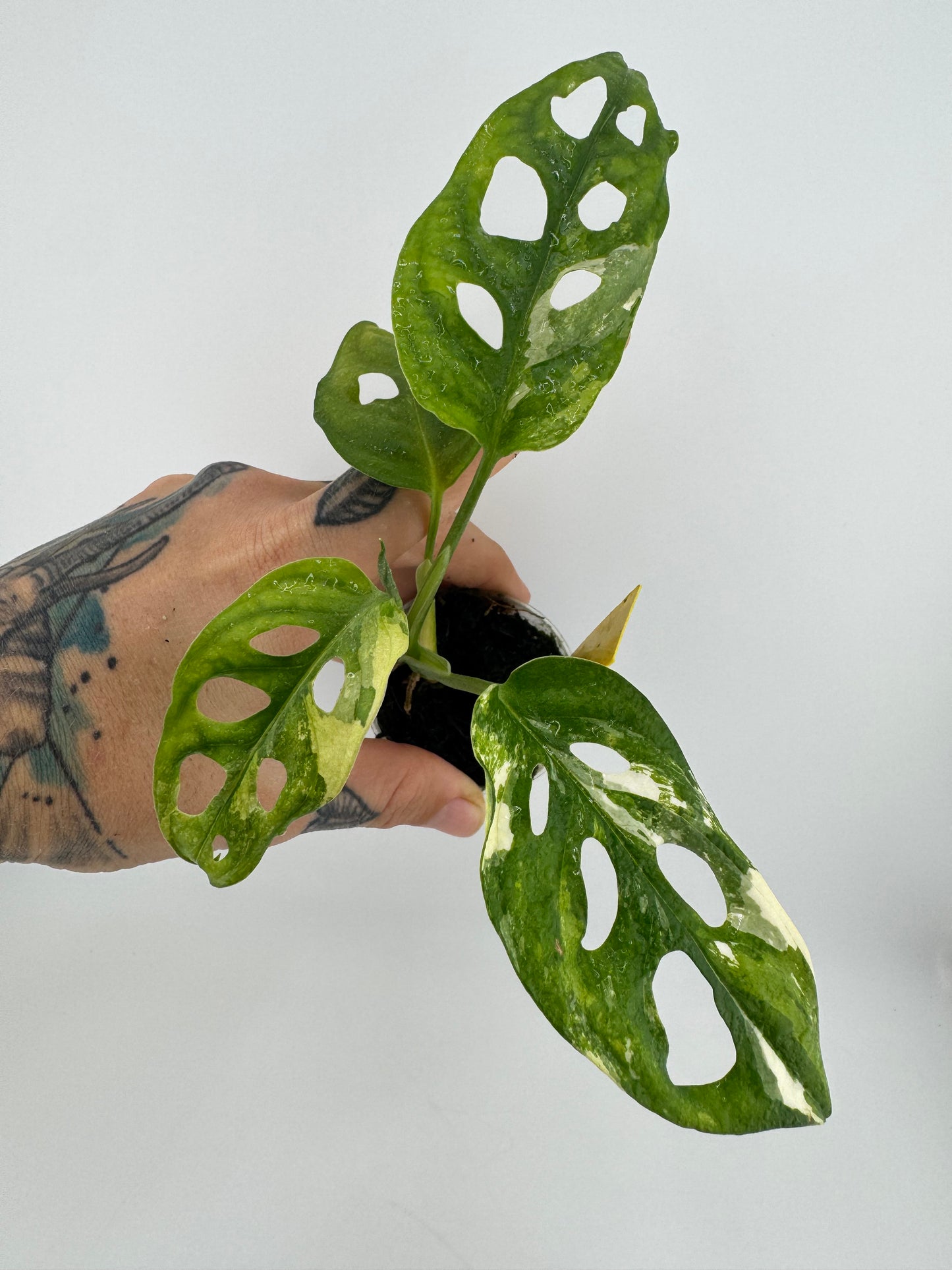 Monstera Adansonii Albo Variegated #1