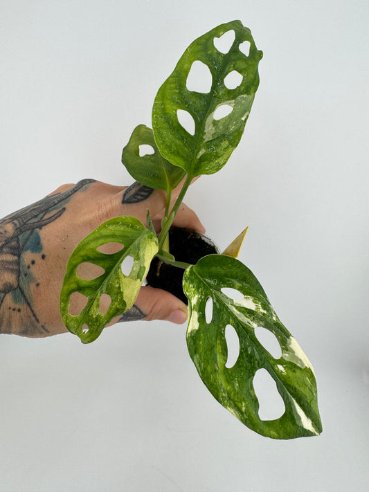 Monstera Adansonii Albo Variegated #1