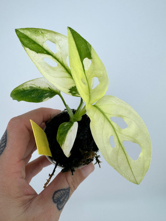 Monstera Adansonii Albo Variegated #2