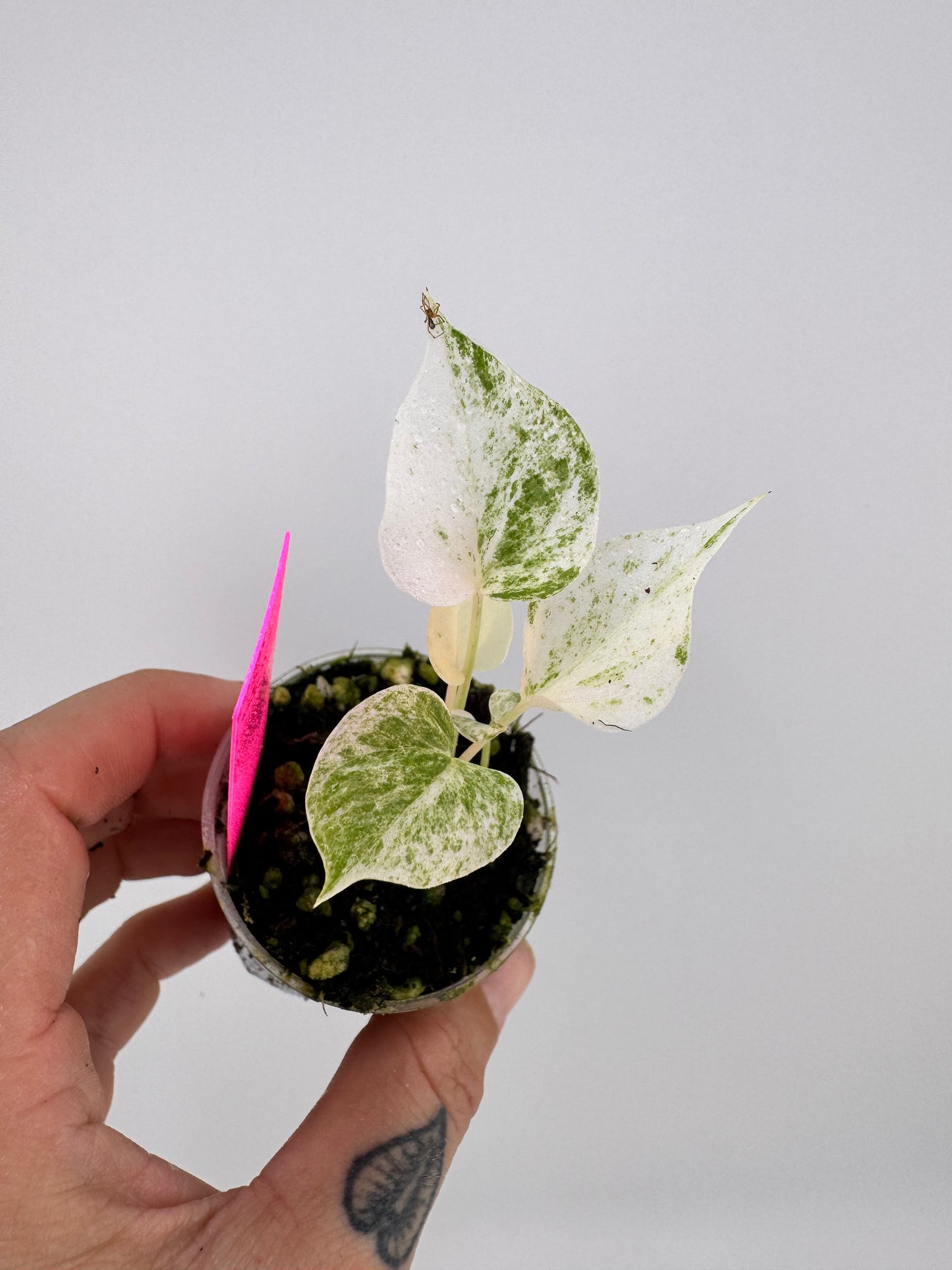 Variegated Anthurium Renaissance