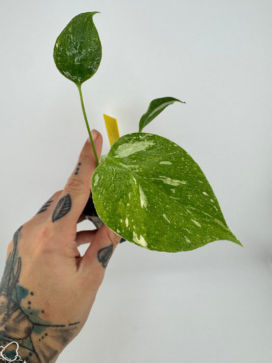 Monstera Variegated Thai Constellation