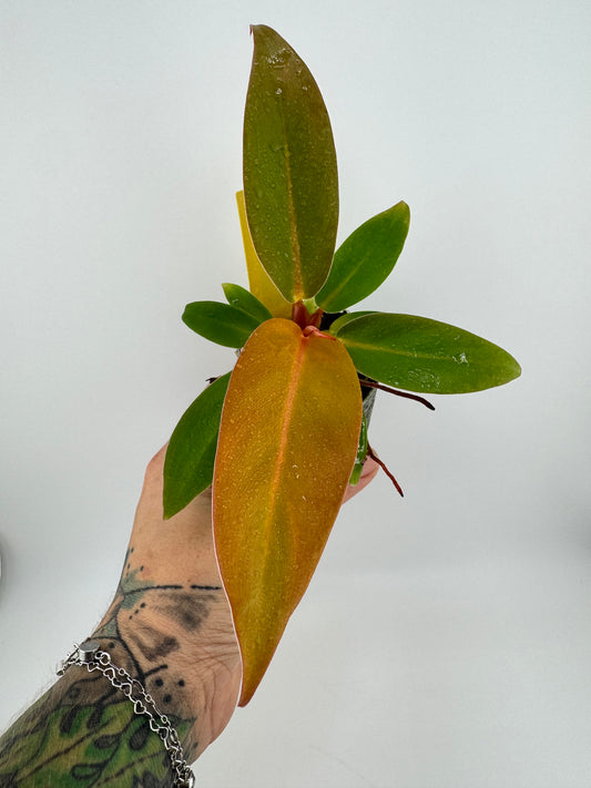 Philodendron Prince of Orange