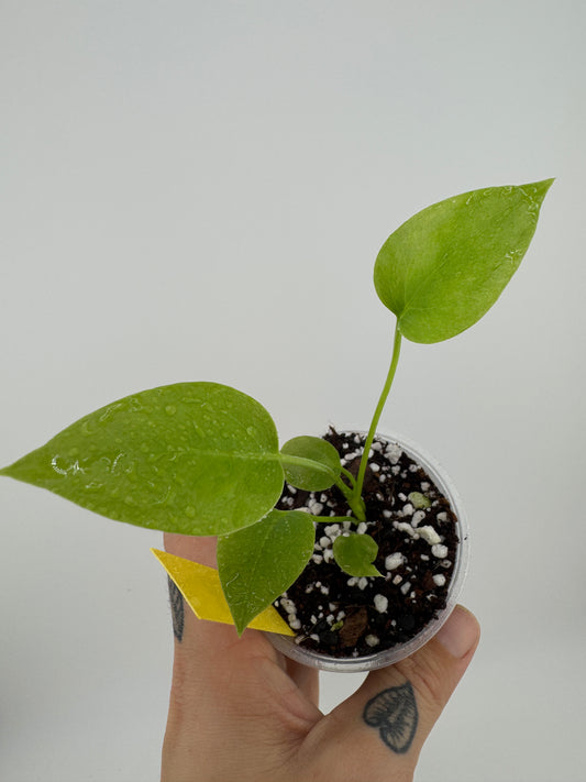 Anthurium vittariifolium
