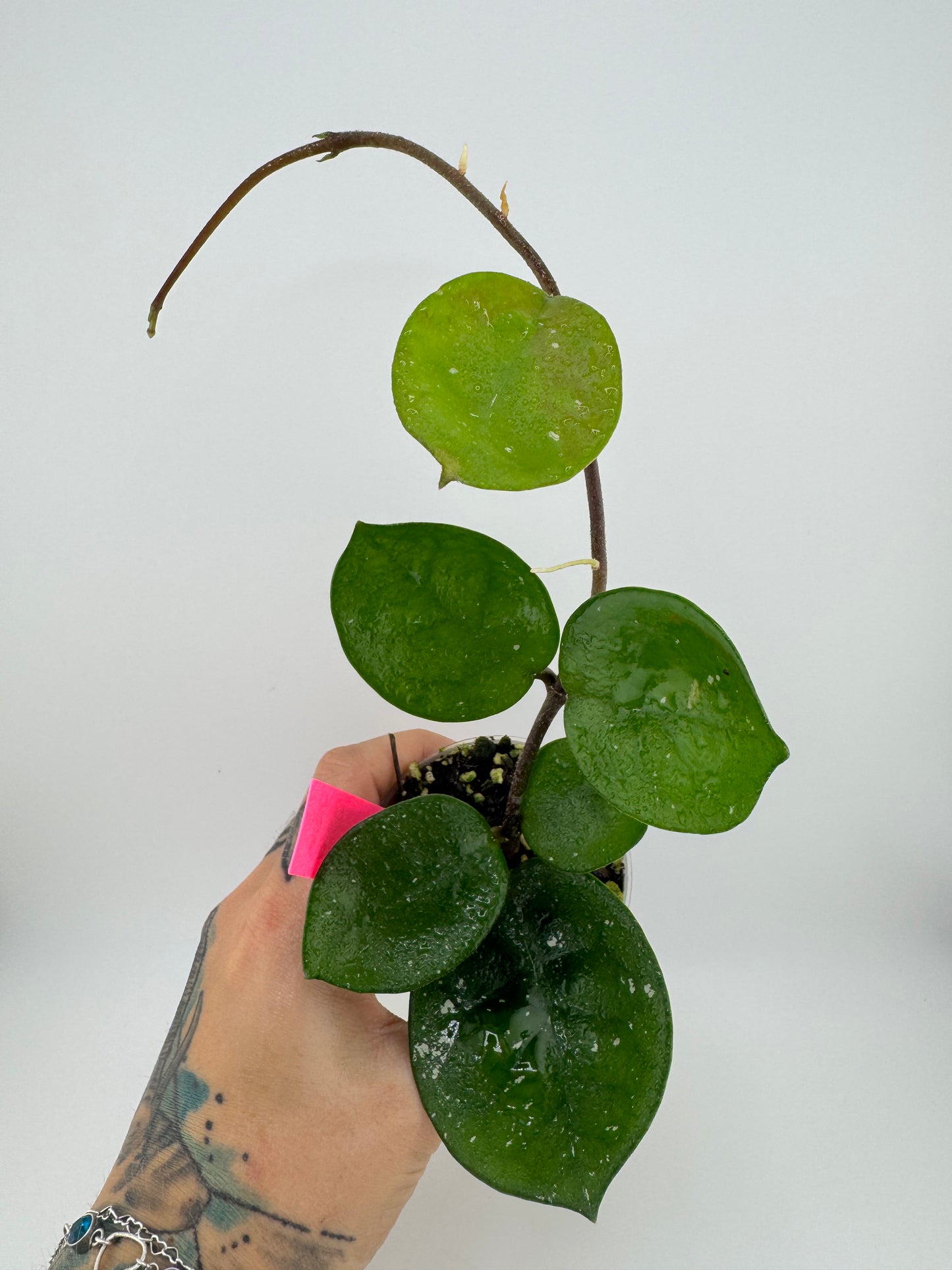 Hoya Carnosa ‘Snow Ball’