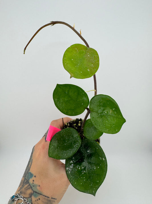 Hoya Carnosa ‘Snow Ball’