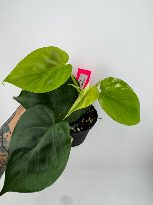 Philodendron Heartleaf Marble Variegated