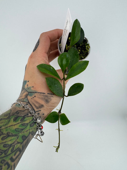 Hoya sipitangenis