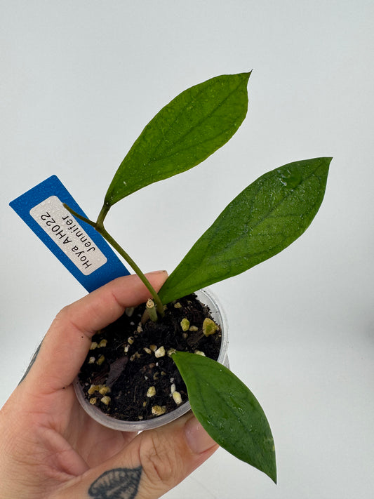 Hoya Jennifer ‘AH002’