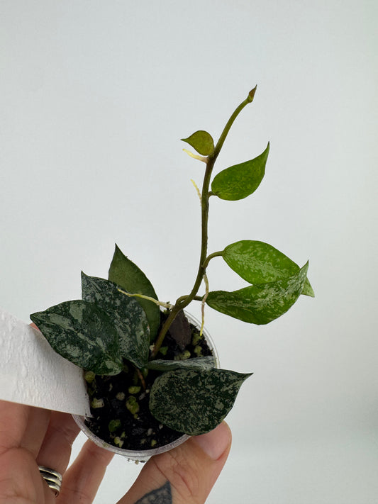 Hoya lacunosa ‘silver’