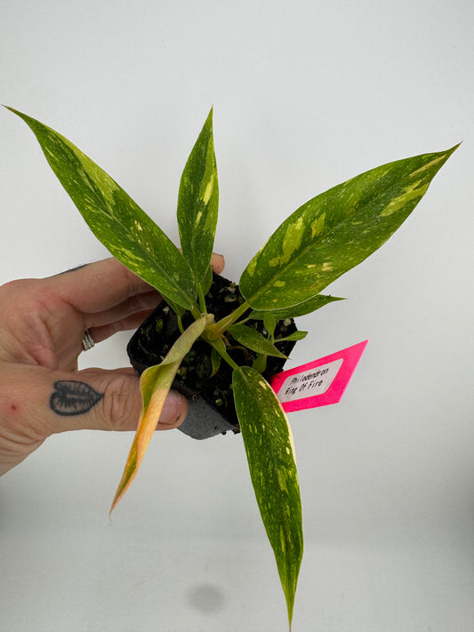 Philodendron variegated Ring of Fire