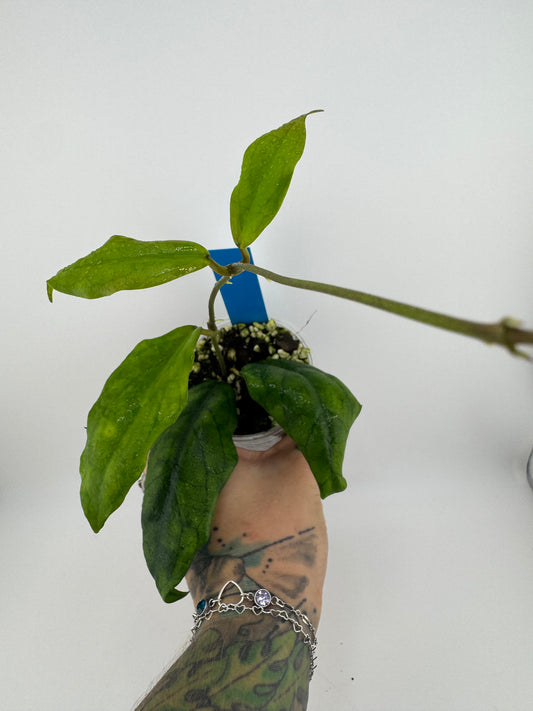 Hoya Mistie