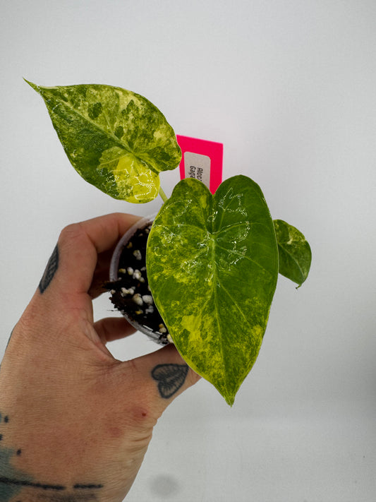 Alocasia Variegated Gagaena Aurea