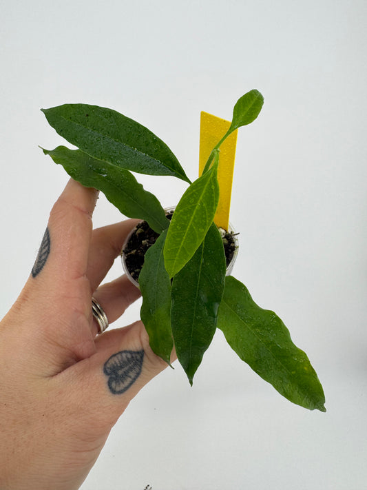 Hoya Papaschonii