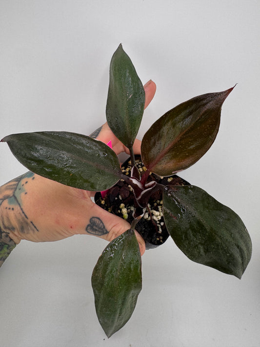 Philodendron White Knight variegated