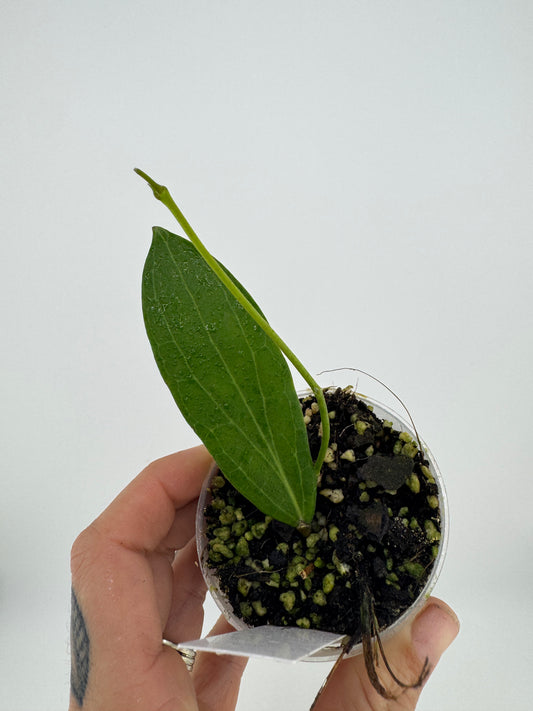 Hoya samoensis