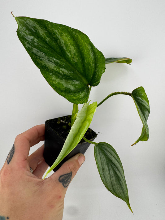 Philodendron Mamei Silver Cloud