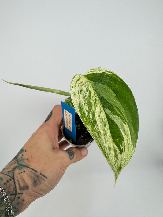 Scindapsus Blue Albo ‘Salaka’ Variegated