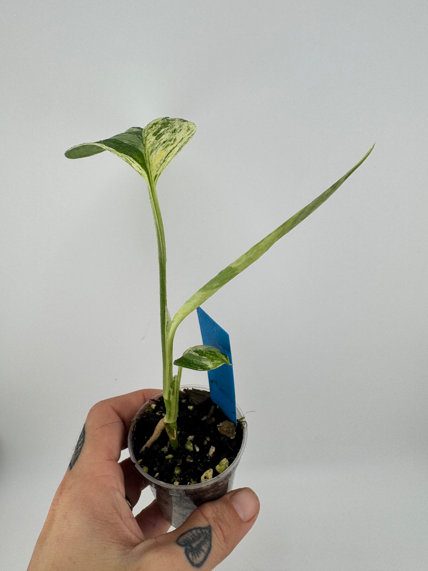 Scindapsus Blue Albo ‘Salaka’ Variegated