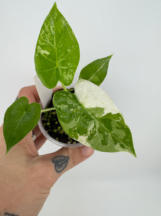 Alocasia Gagaena Albo