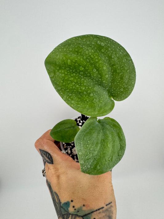 Scindapsus Lucens