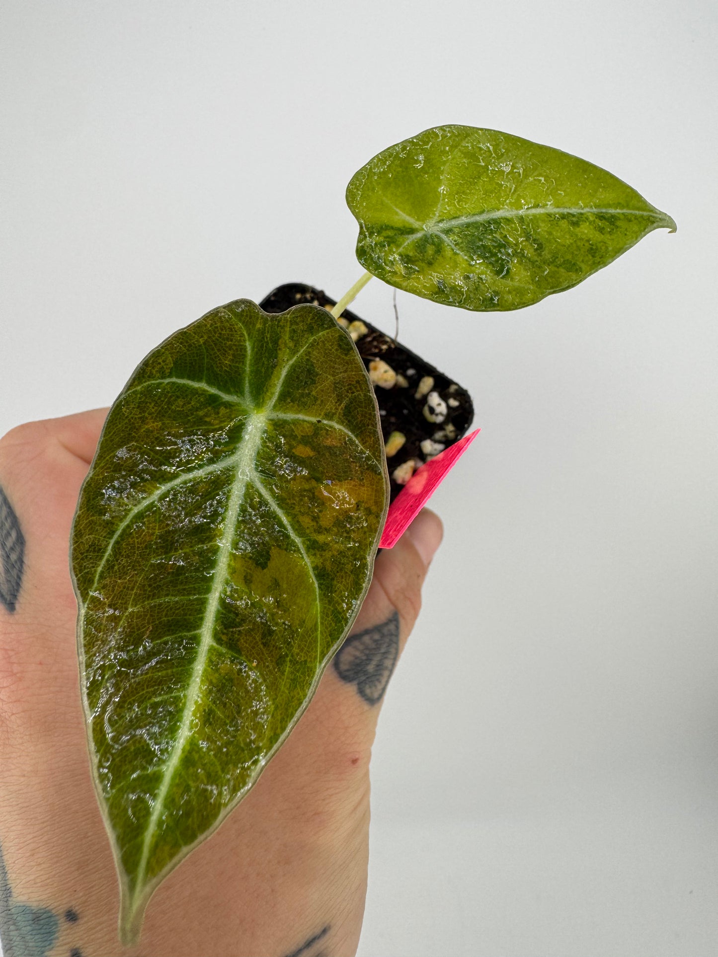 Alocasia Black Velvet ‘Aurea’ Variegated #2