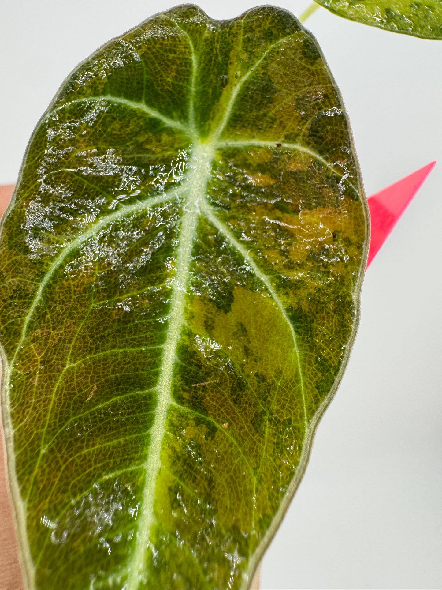 Alocasia Black Velvet ‘Aurea’ Variegated #2