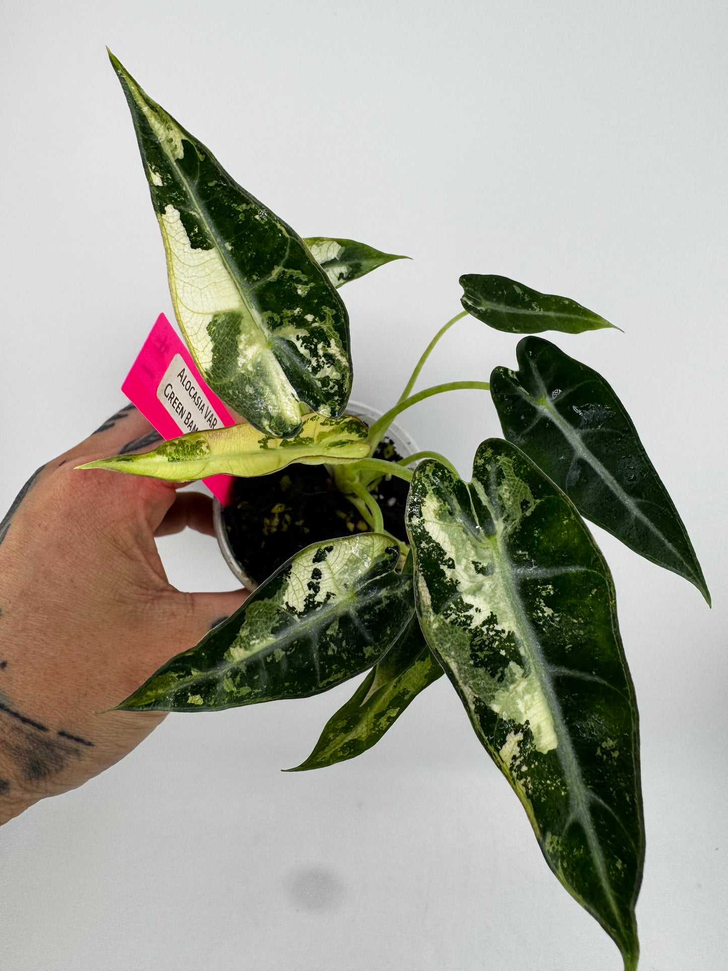 Alocasia Green Bambino Variegated #1