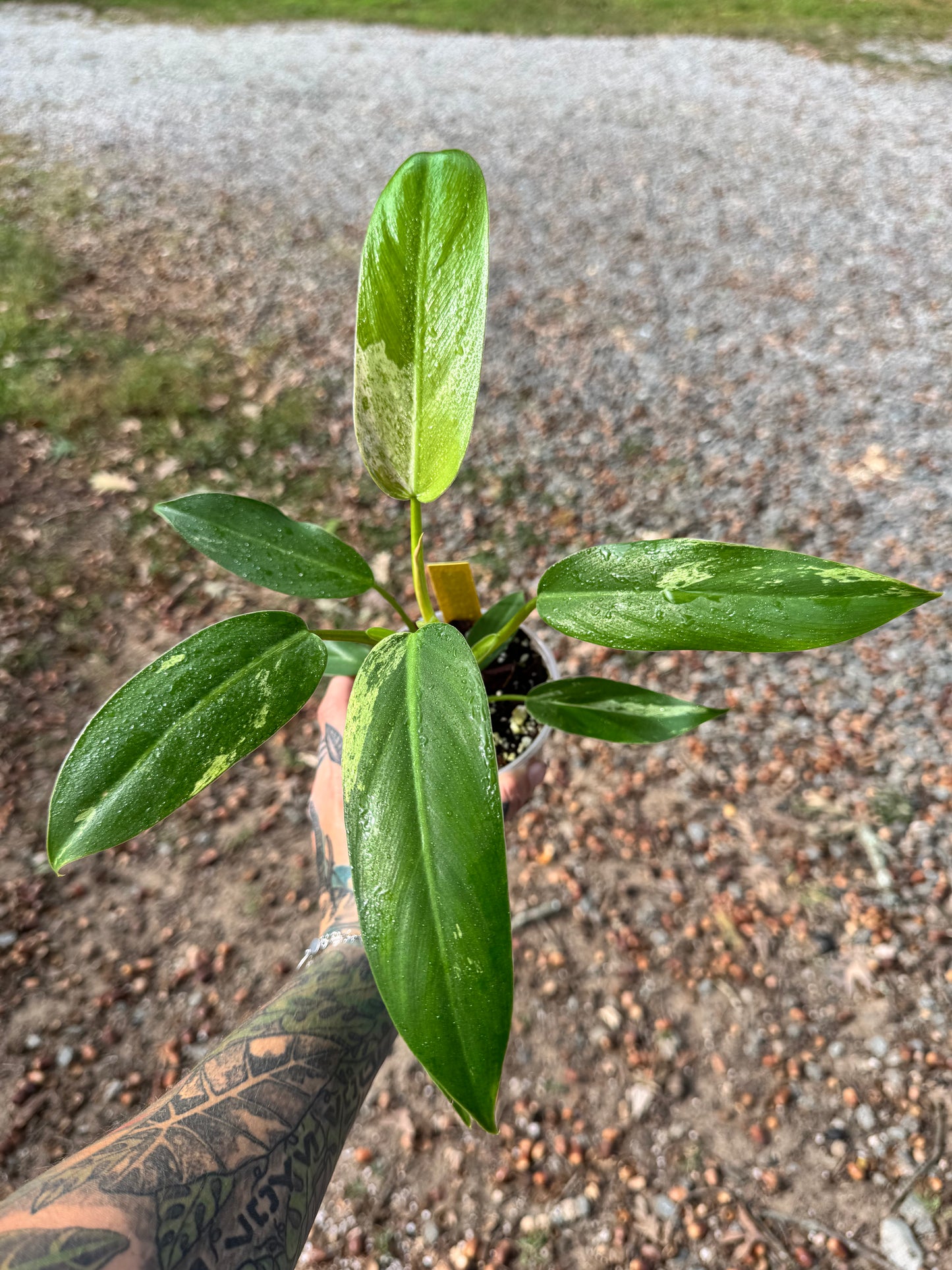 Philodendron Variegated Thai Whipple Way