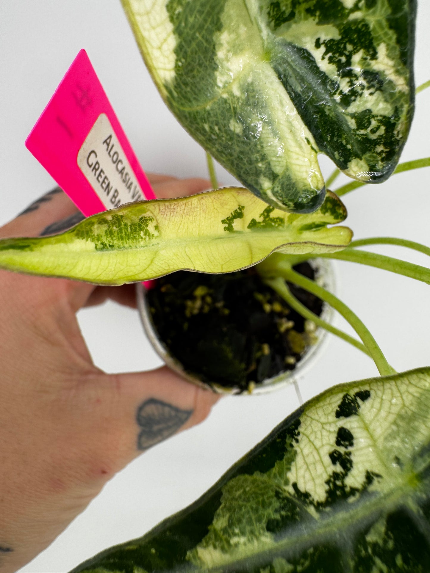 Alocasia Green Bambino Variegated #1
