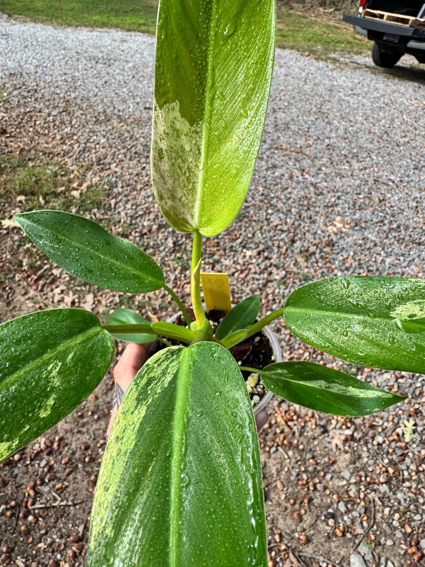 Philodendron Variegated Thai Whipple Way