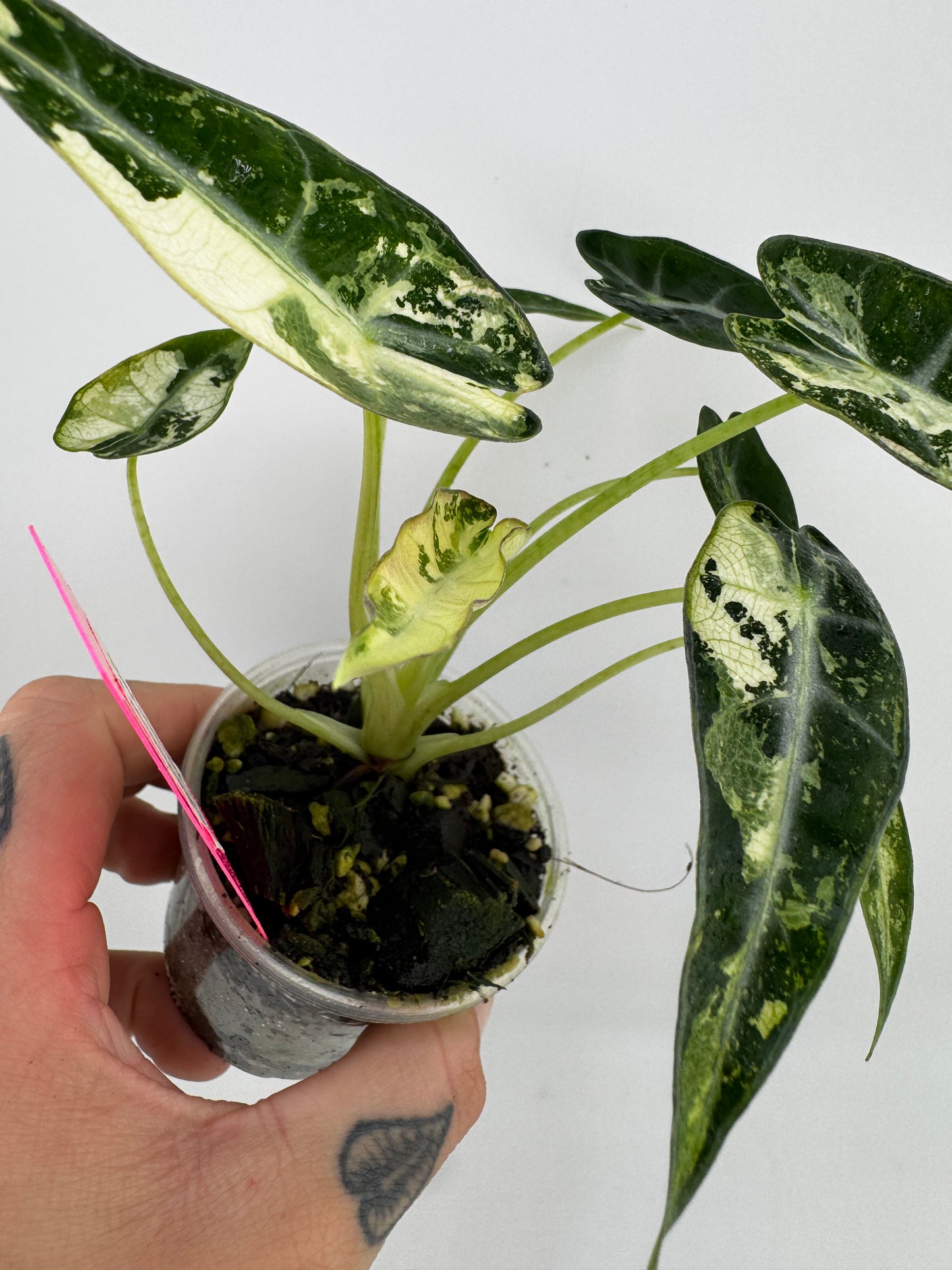 Alocasia Green Bambino Variegated #1