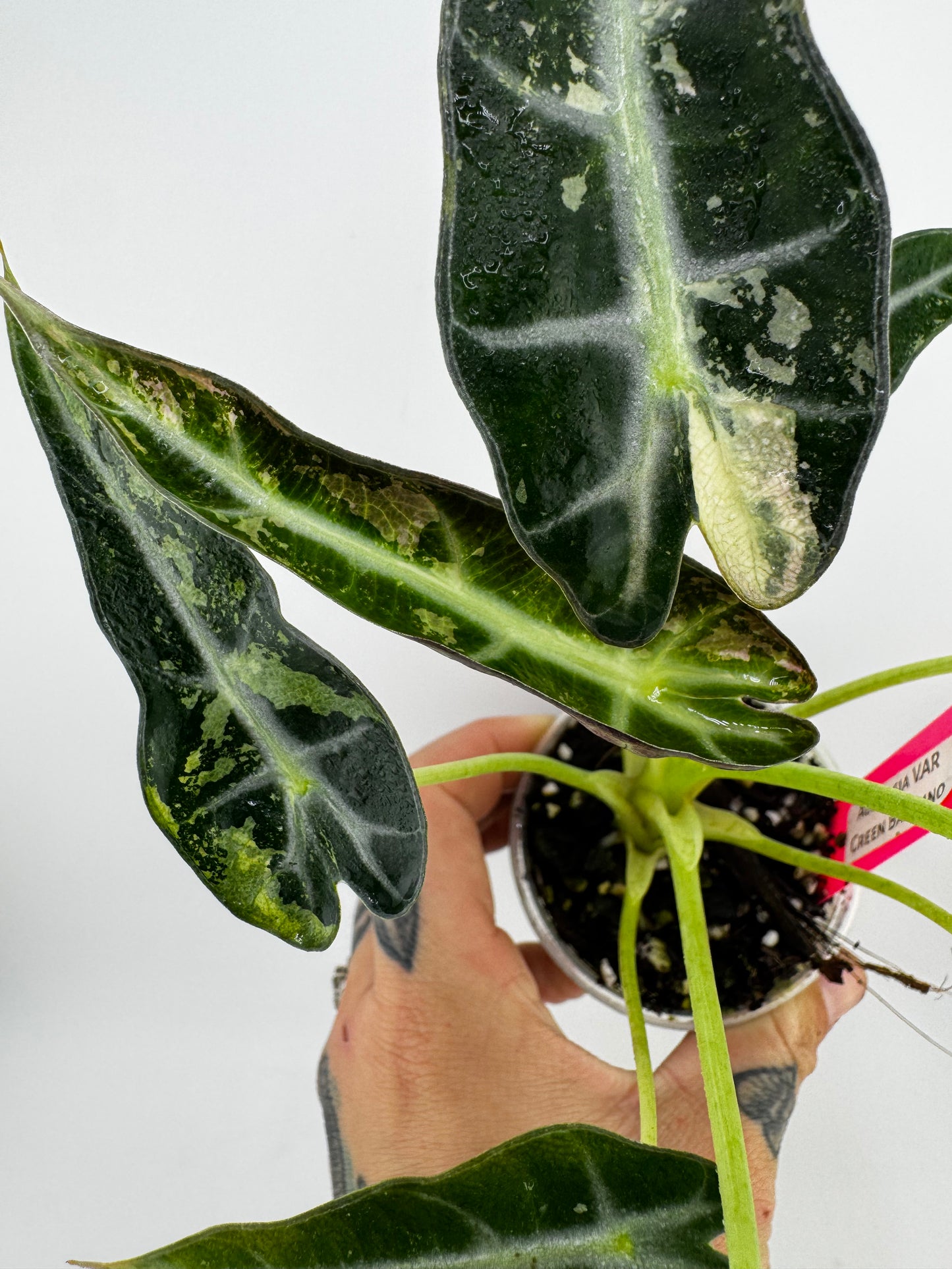 Alocasia Green Bambino Variegated #2