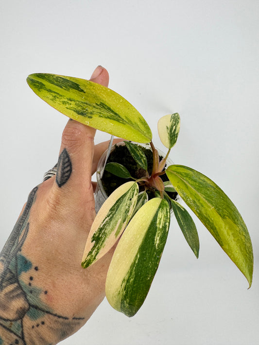 Philodendron Variegated Strawberry Shake