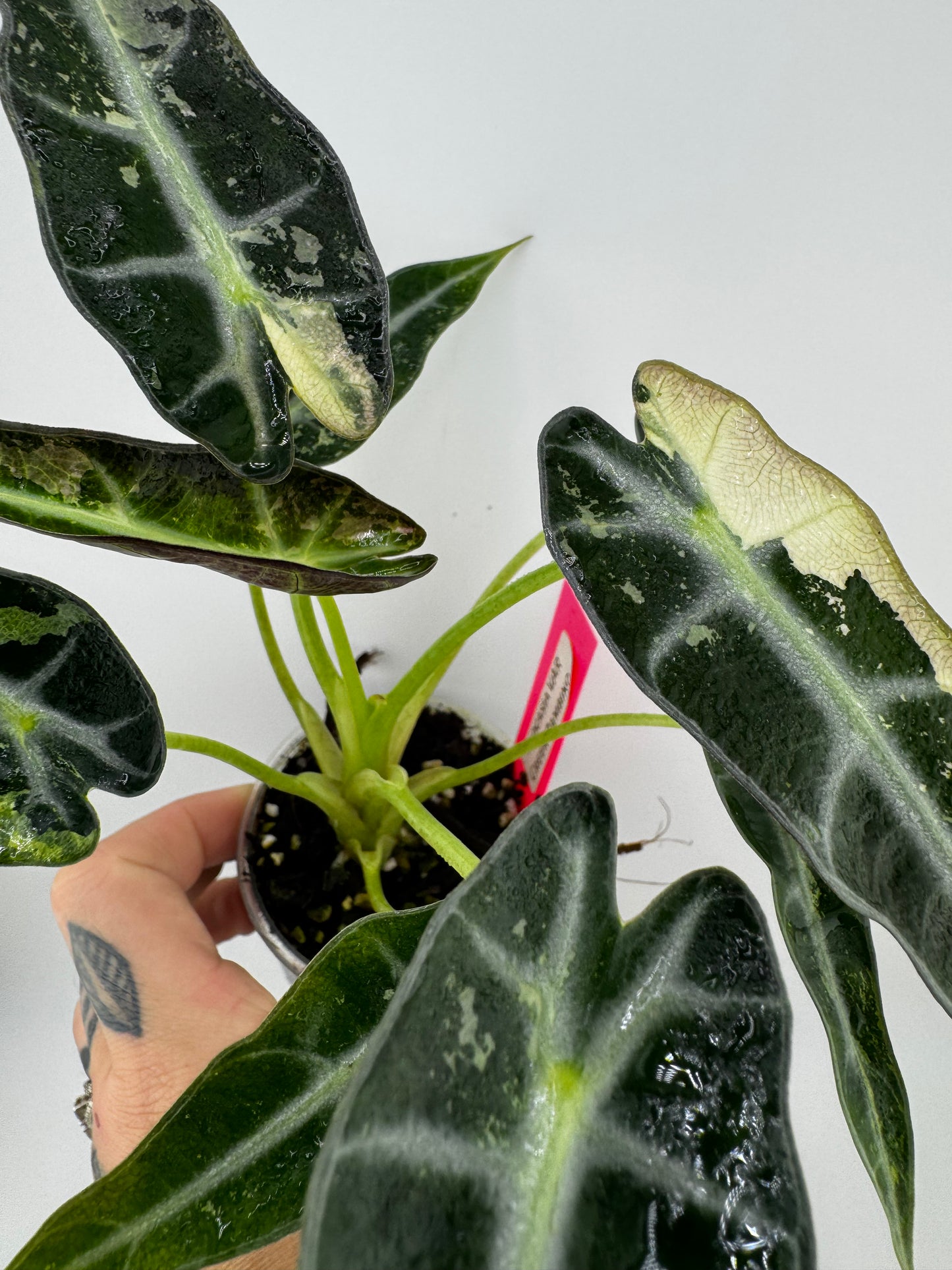 Alocasia Green Bambino Variegated #2