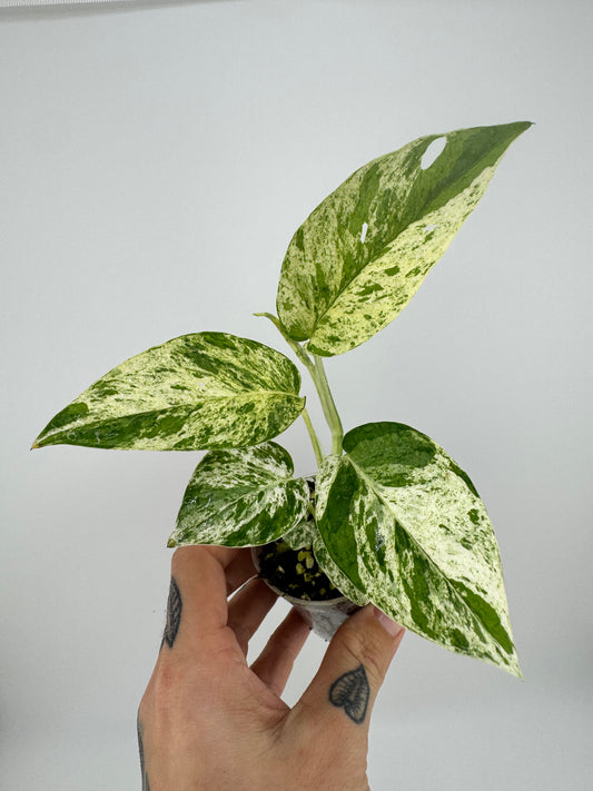 Epipremnum Pinnatum ‘Marble’ Variegated