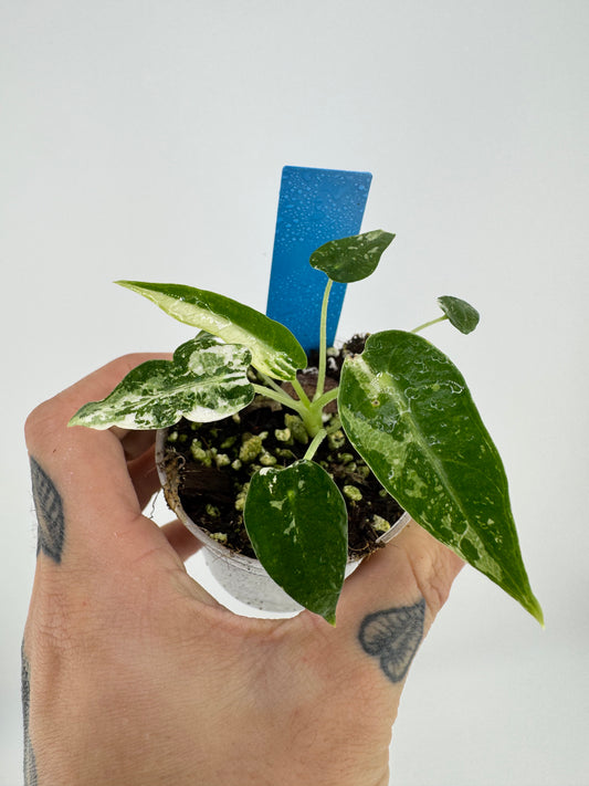 Variegated Alocasia Green Bambino