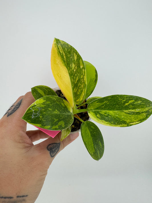 Philodendron variegated Green Congo nuclear