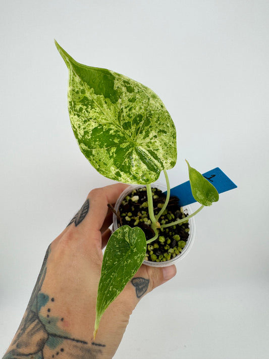 Variegated Alocasia Dragon Scale ‘Mint’ #1