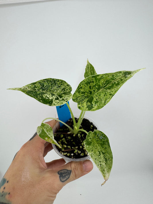 Variegated Alocasia Dragon Scale ‘Mint’ #2