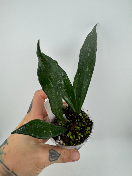 Hoya Pubicalyx ‘Royal Hawaiian Purple’