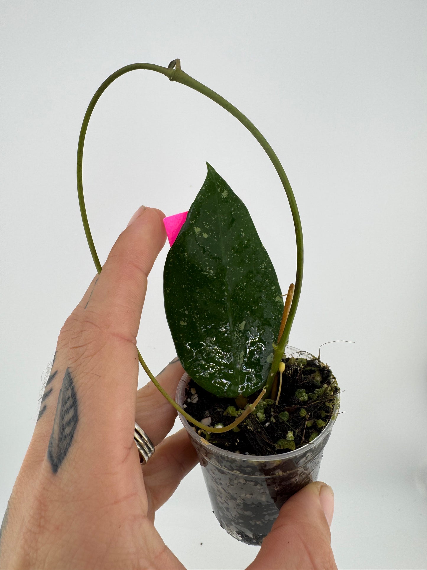 Hoya Erythrostemma ‘Cotton Candy’