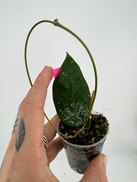 Hoya Erythrostemma ‘Cotton Candy’