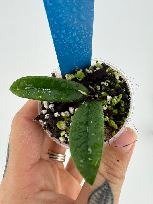 Hoya Lyi ‘long leaves’