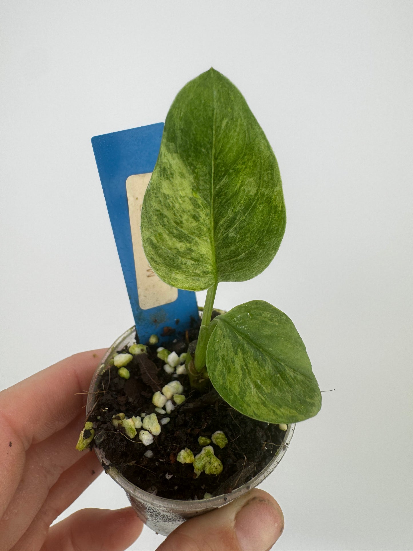 Monstera Adansonii Variegated Indonesian Mint