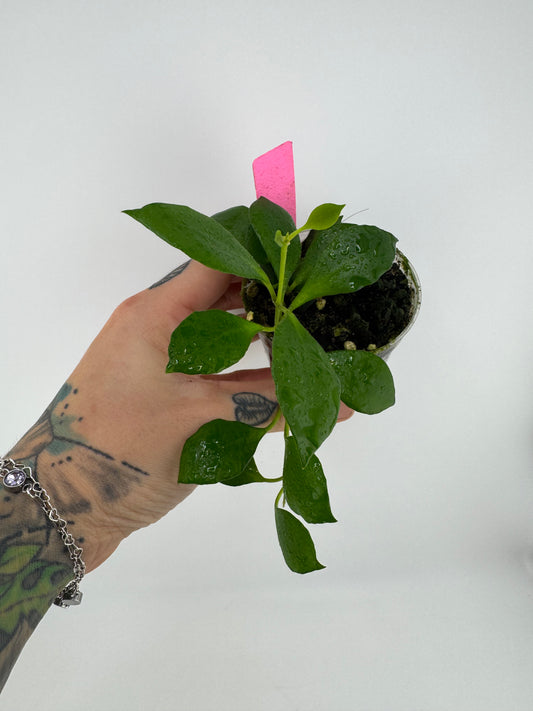 Hoya huschkeliana pink flower